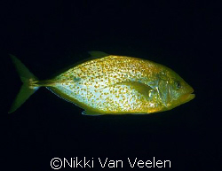 Golden jack taken at Ras Mohamed park with E300. by Nikki Van Veelen 